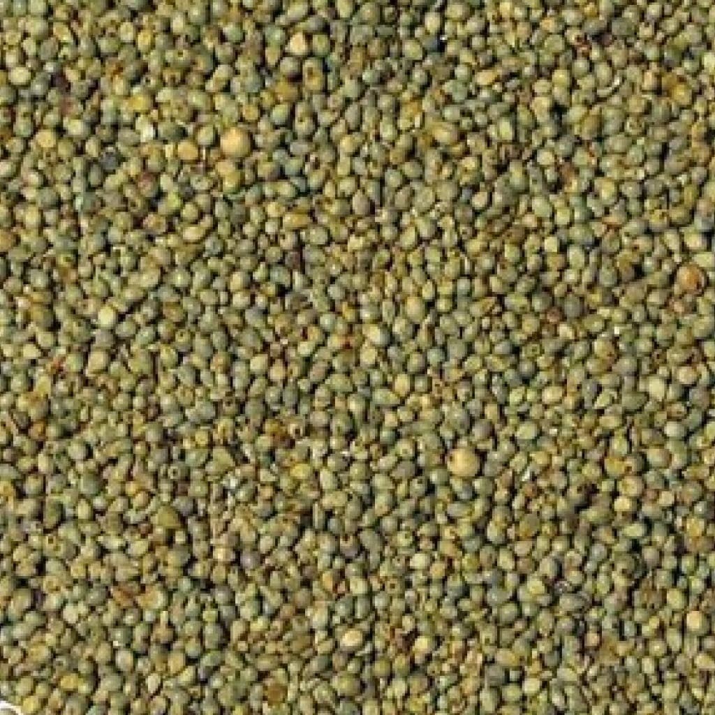 Kambu Millet